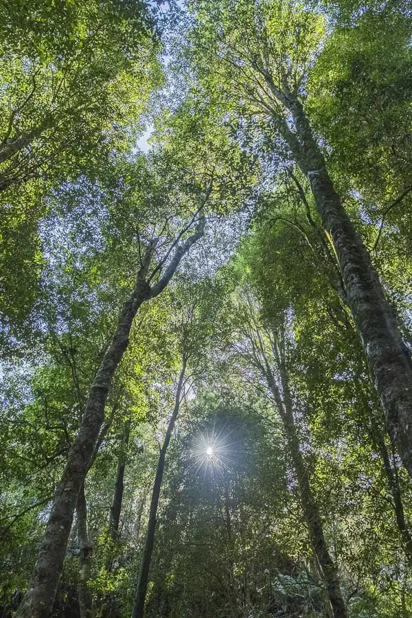 tourism photography & video in the Jamison Valley blue mountains