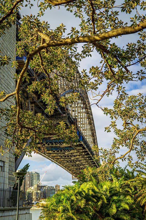 Sydney Harbour Bridge With Trees In The Foreground Portrait
