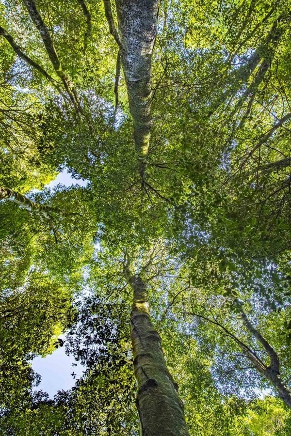 Furber Stairs Trees Tourism Startup Case Study